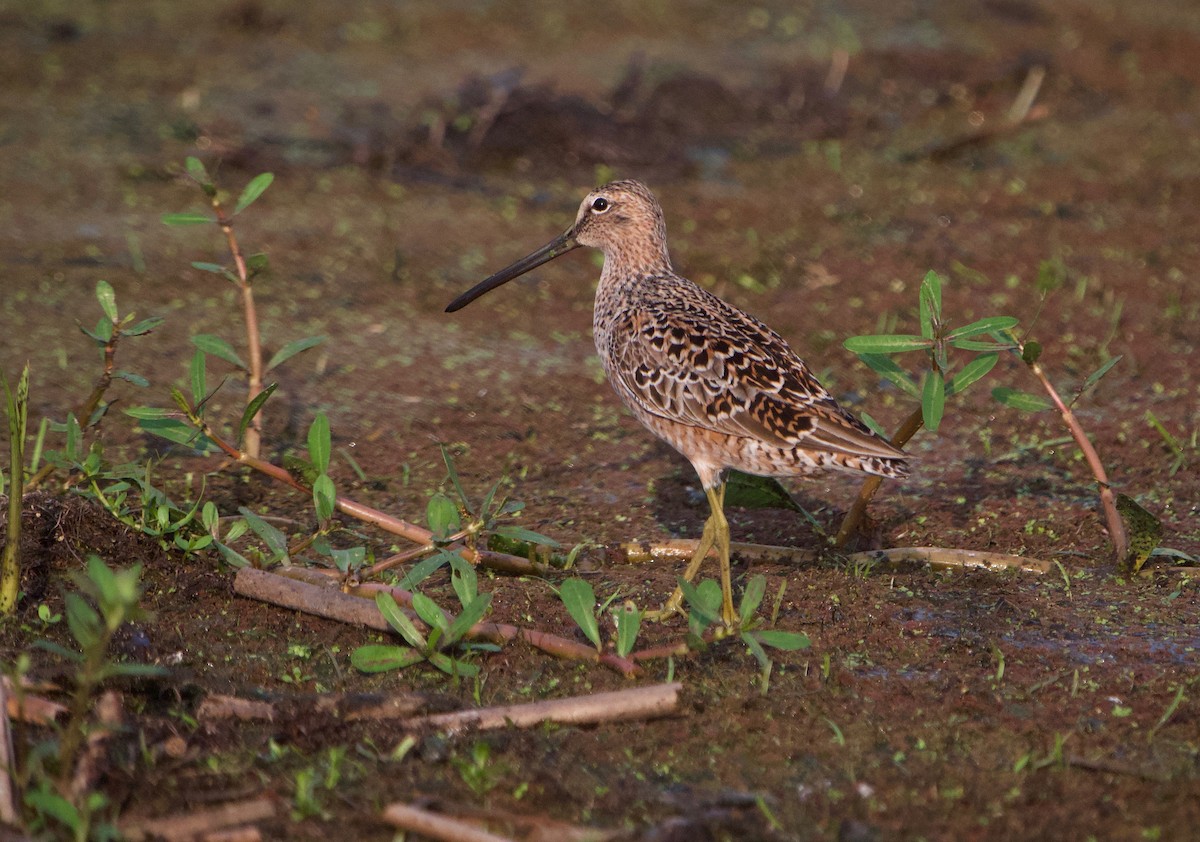 Long-billed Dowitcher - ML619785434
