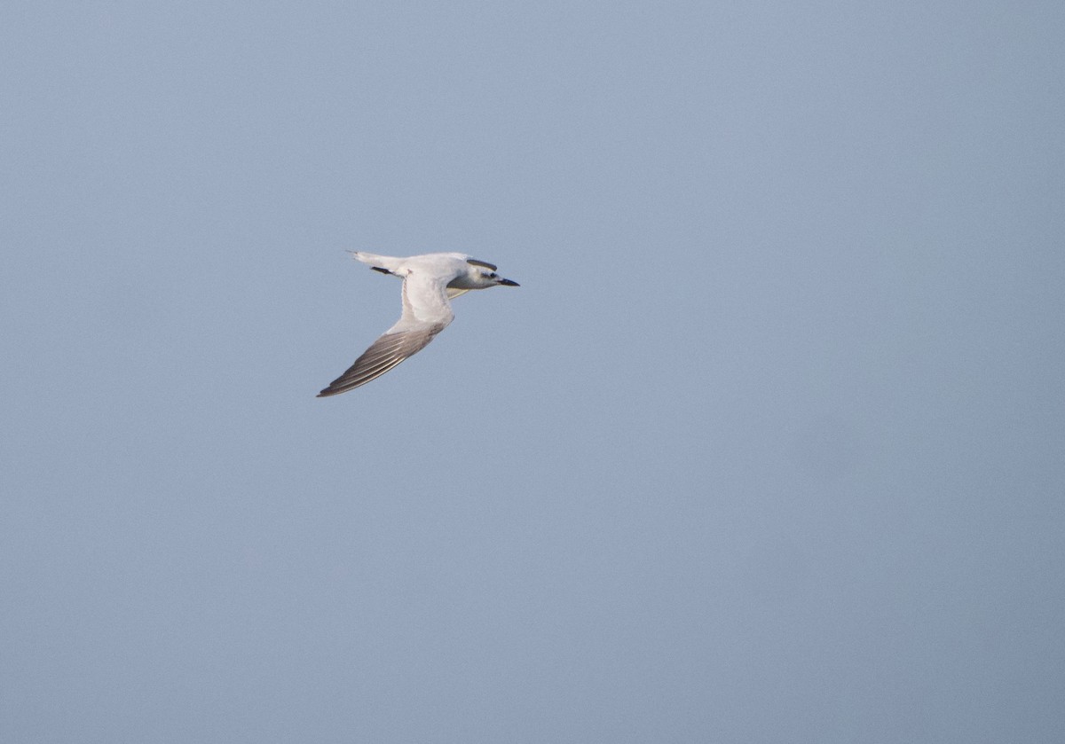 Gull-billed Tern - ML619785448