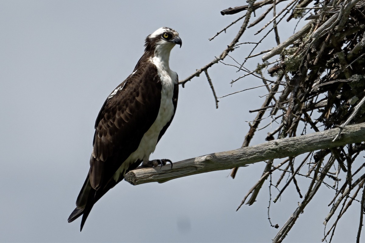 Águila Pescadora - ML619785457