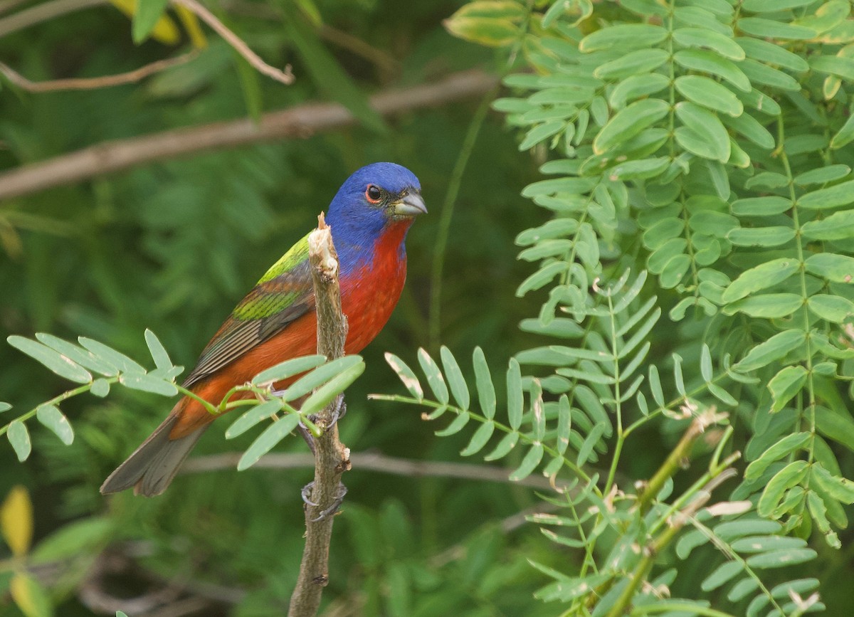 Painted Bunting - ML619785459