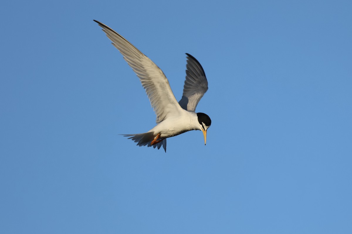 Least Tern - ML619785463