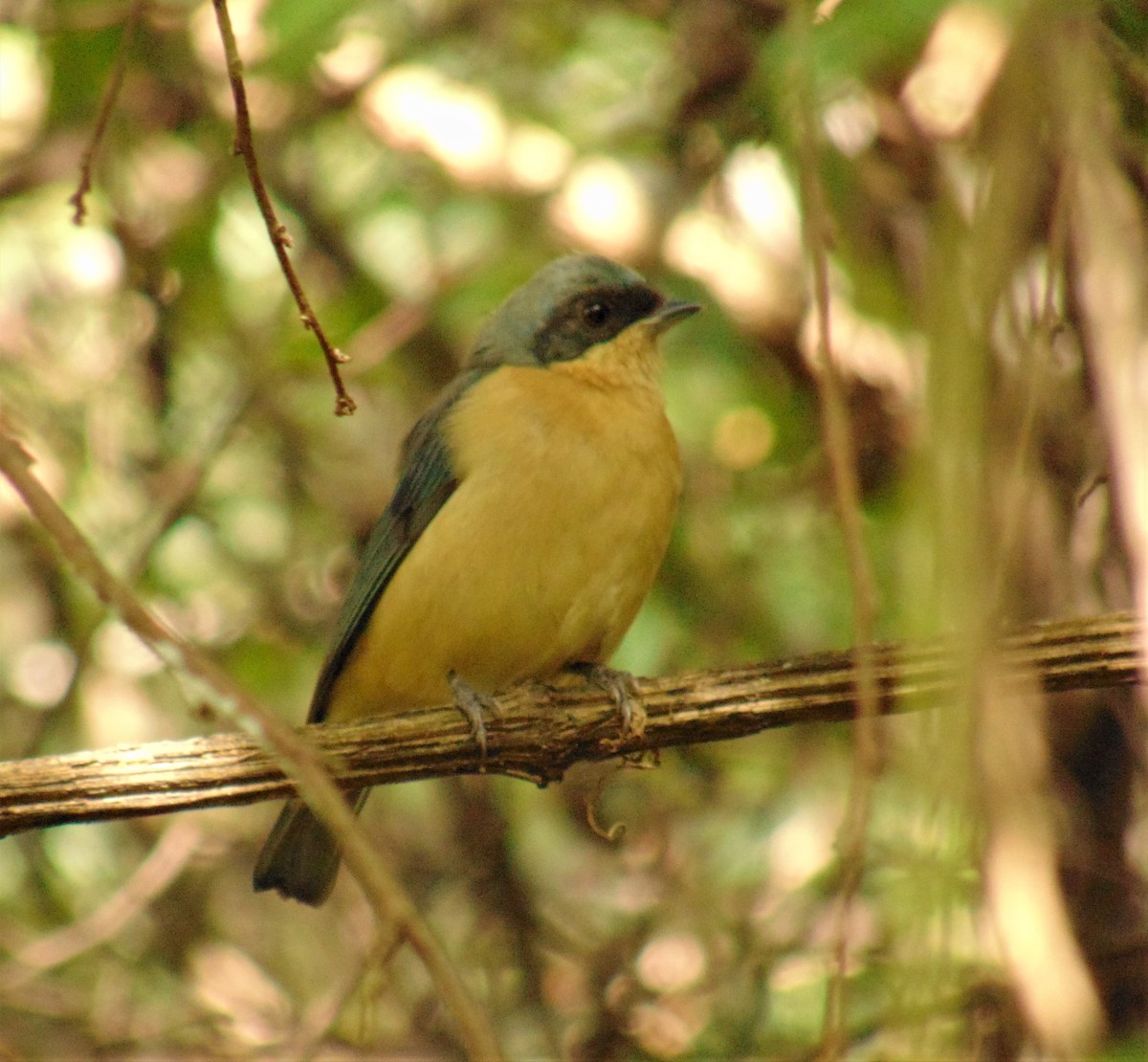 Fawn-breasted Tanager - ML619785474