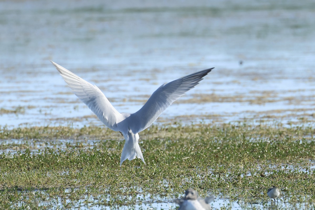 Gull-billed Tern - ML619785482