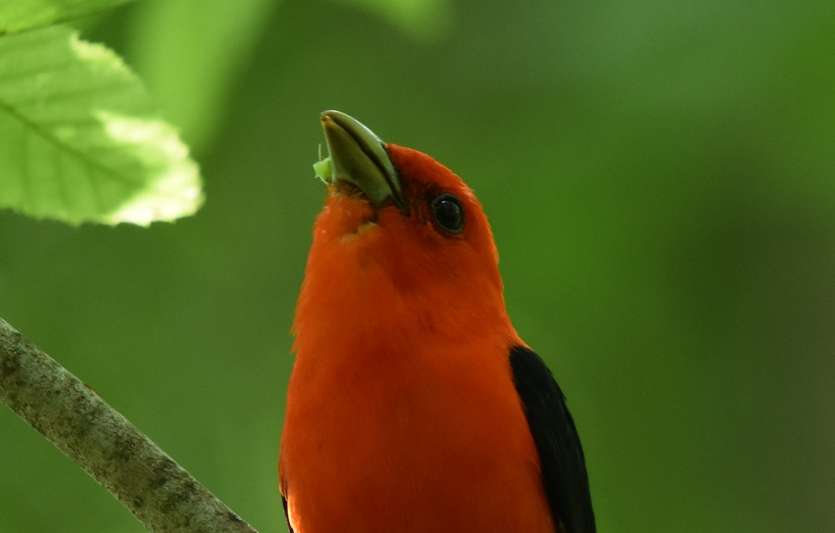 Scarlet Tanager - ML619785483