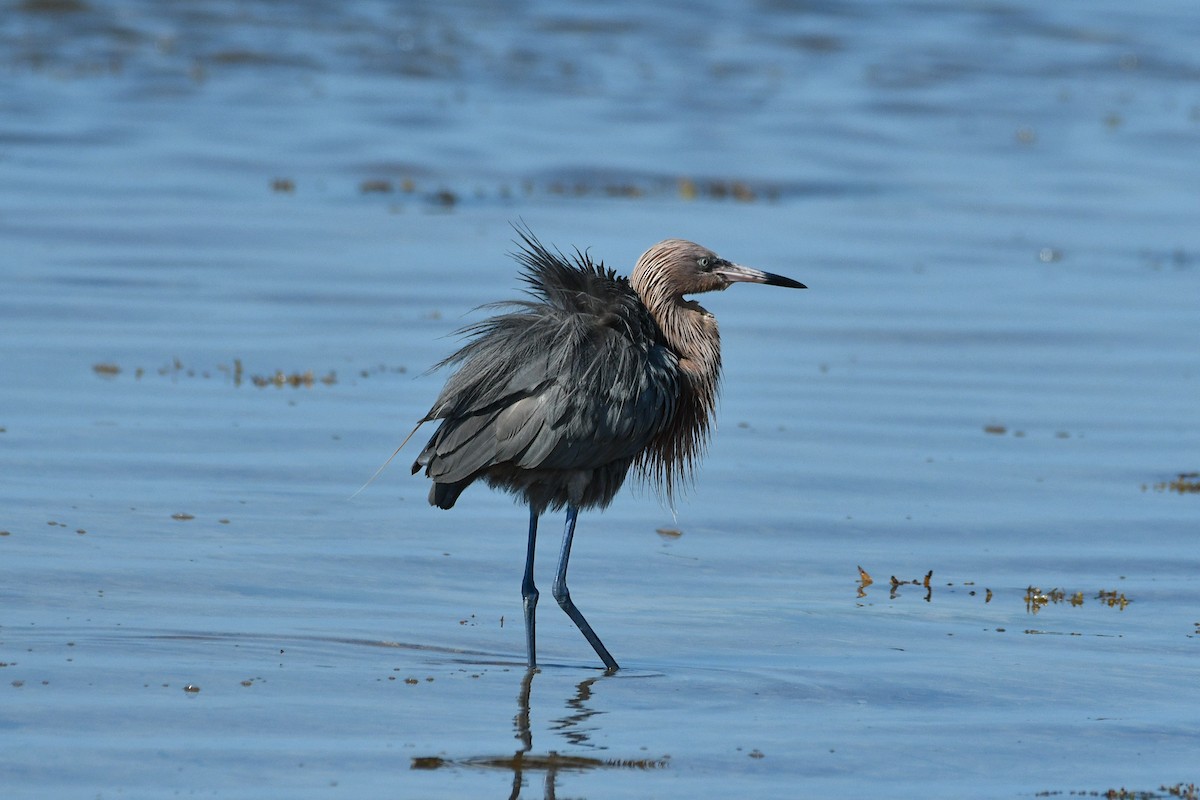 Reddish Egret - ML619785484