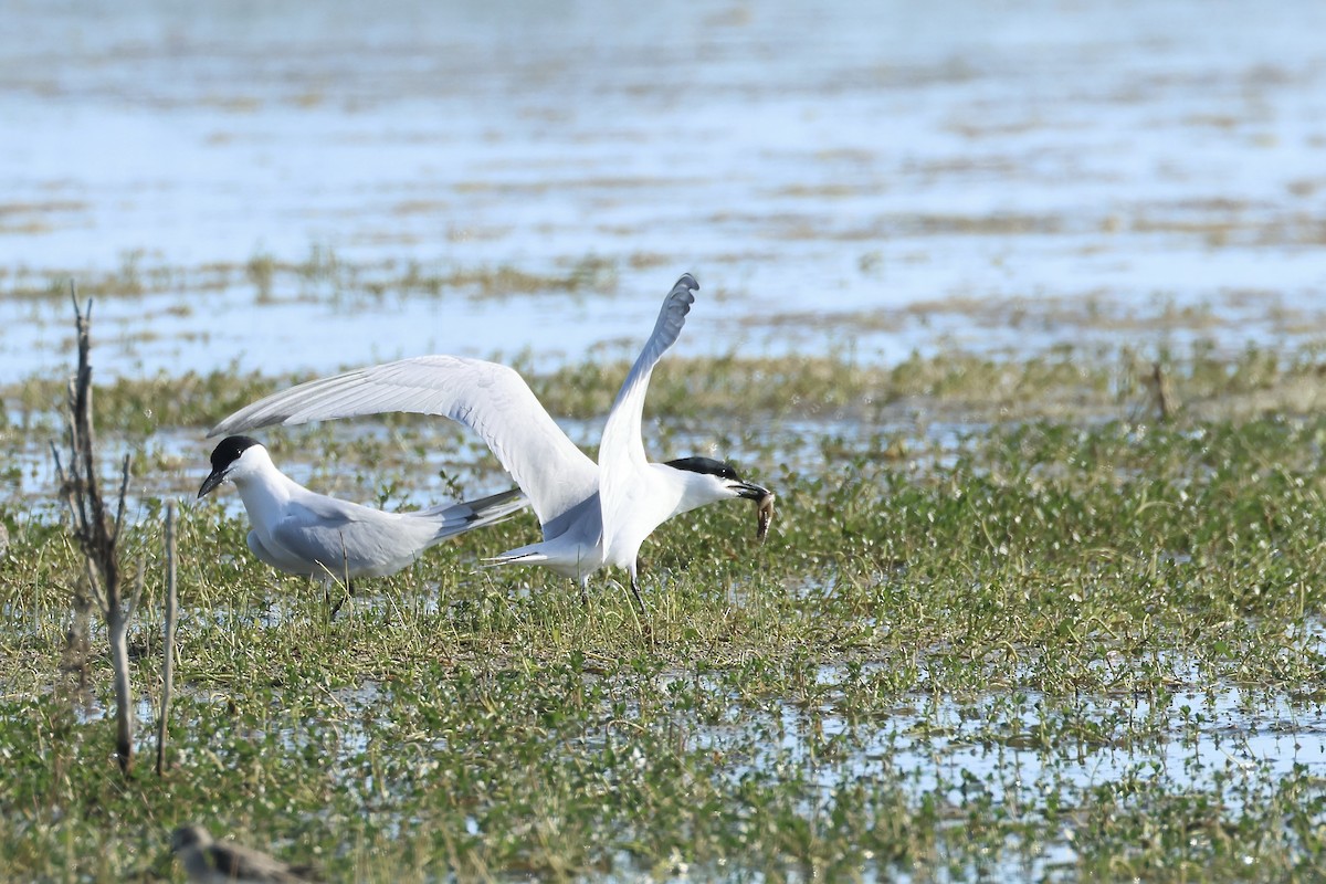 Gull-billed Tern - ML619785486