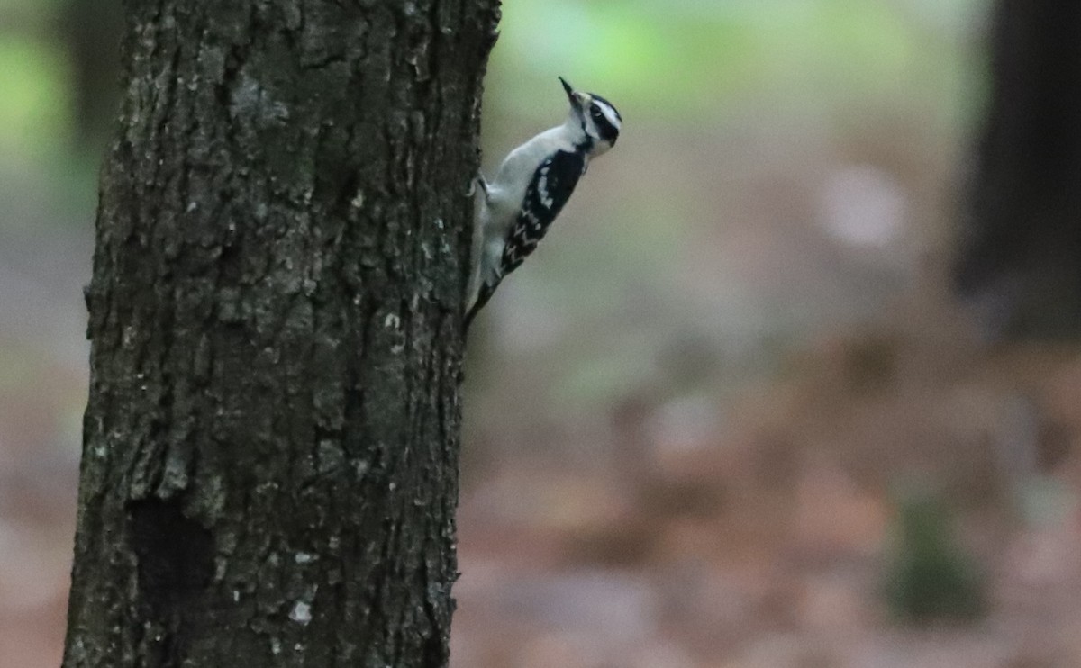 Downy Woodpecker (Eastern) - ML619785494