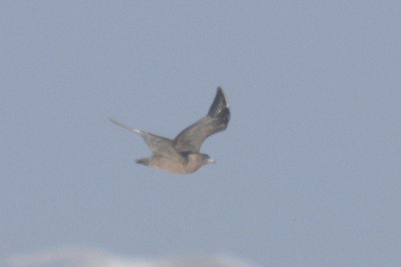 Brown Skua - ML619785502