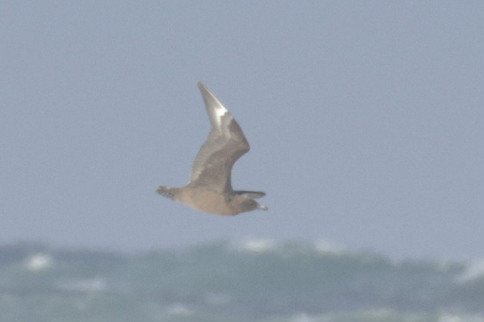 Brown Skua - ML619785503