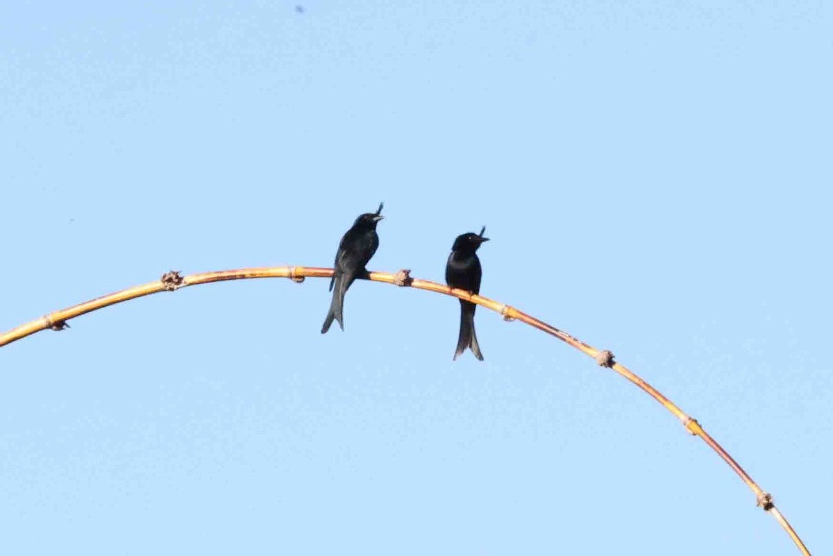 Sorguçlu Drongo (forficatus) - ML619785507