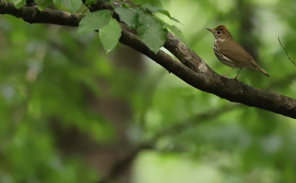 Ovenbird - Rob Bielawski