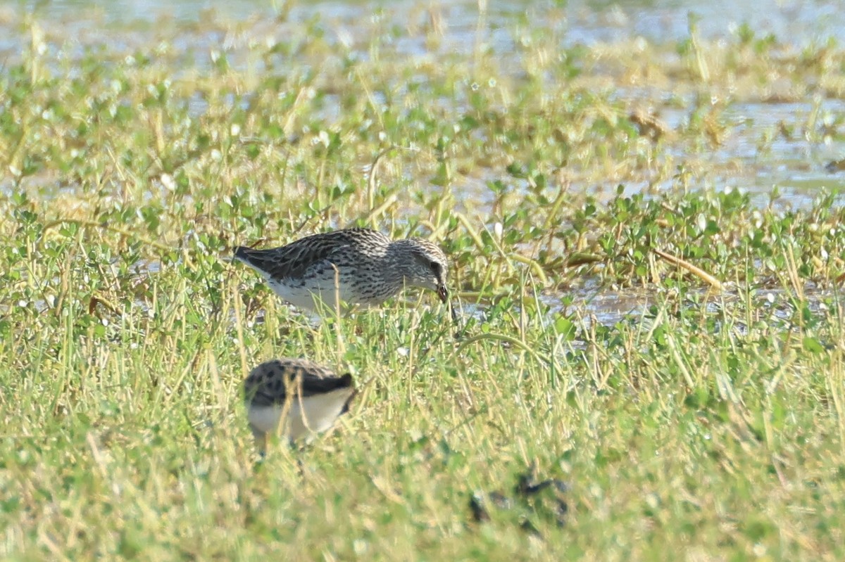 Weißbürzel-Strandläufer - ML619785554