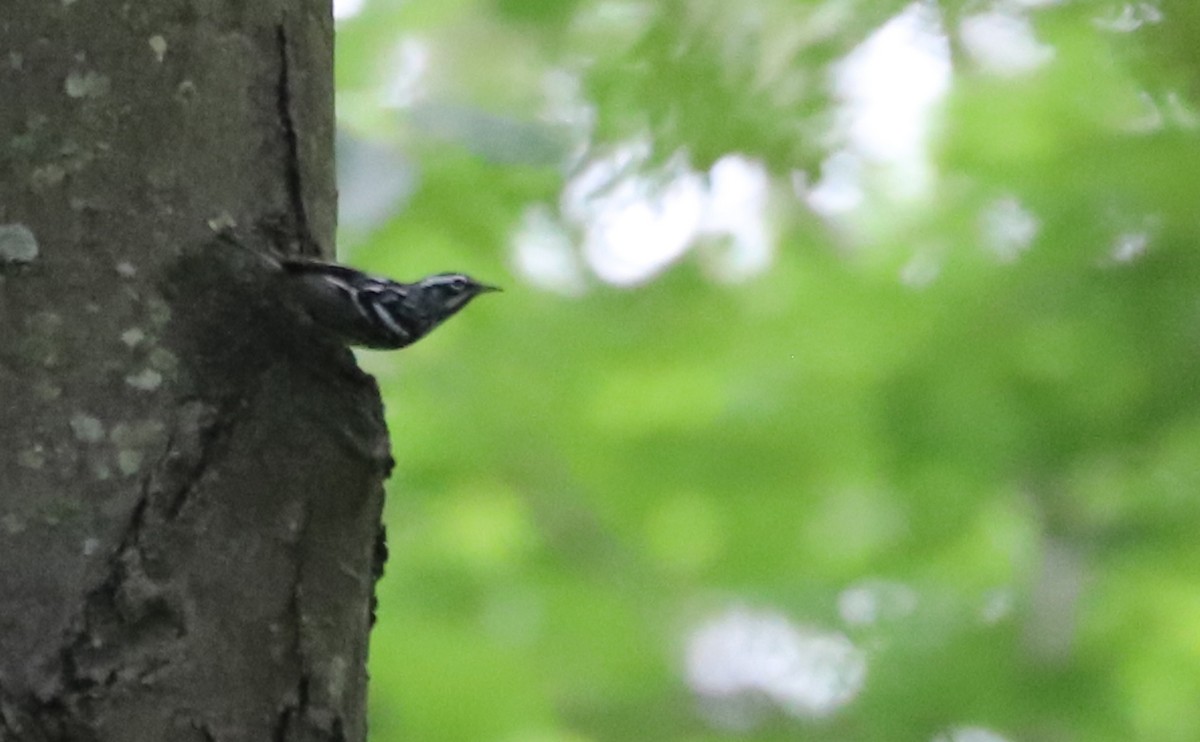 Black-and-white Warbler - ML619785560