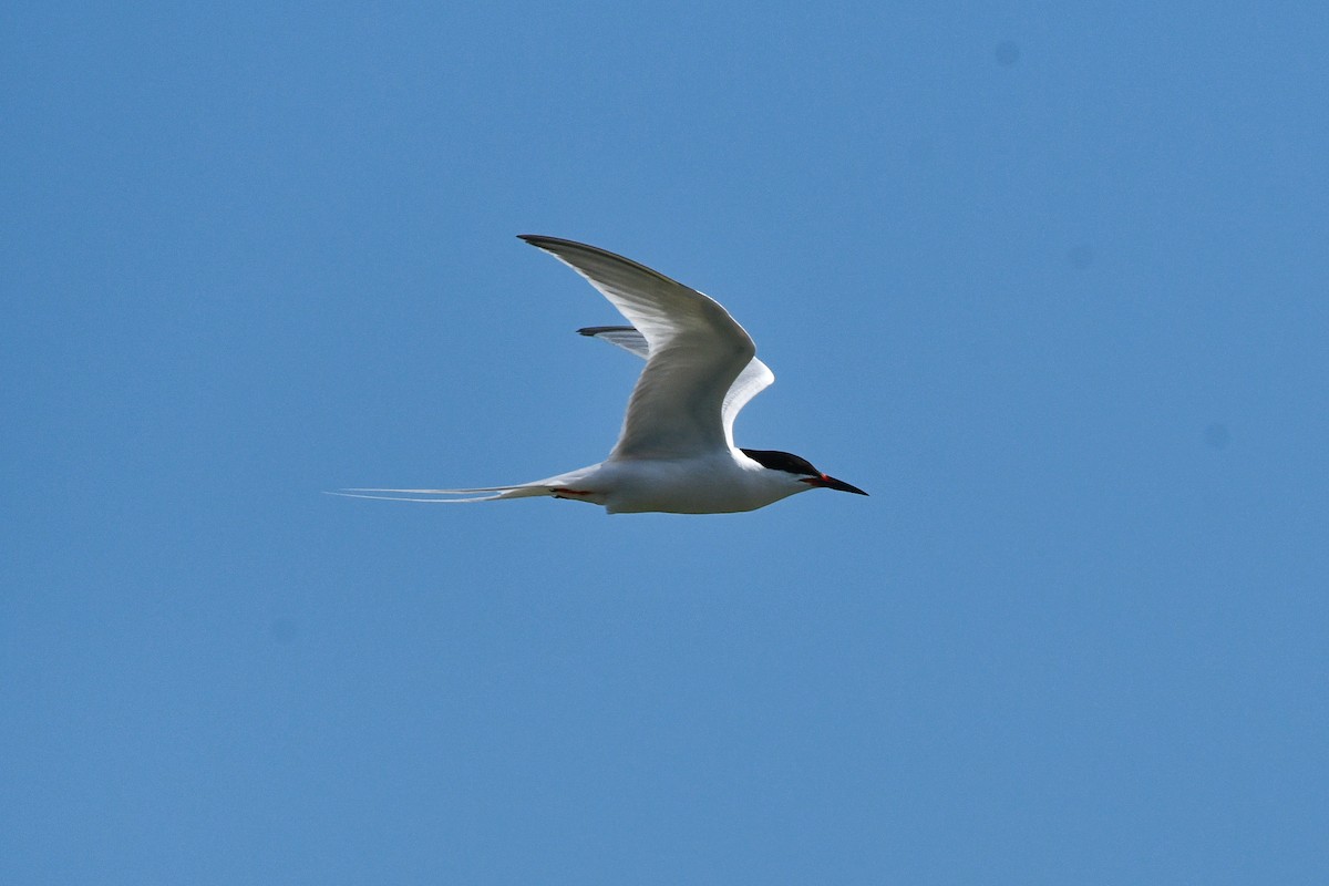 Roseate Tern - ML619785595