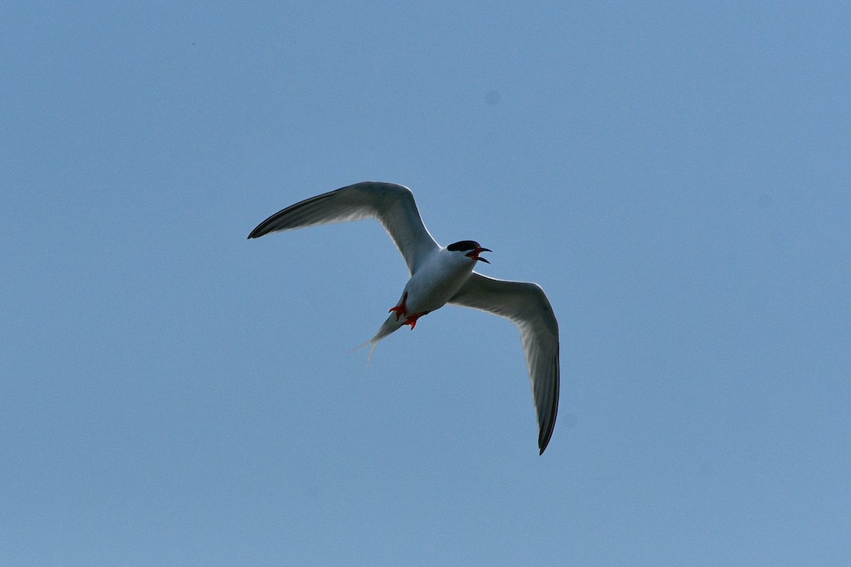 Roseate Tern - ML619785597