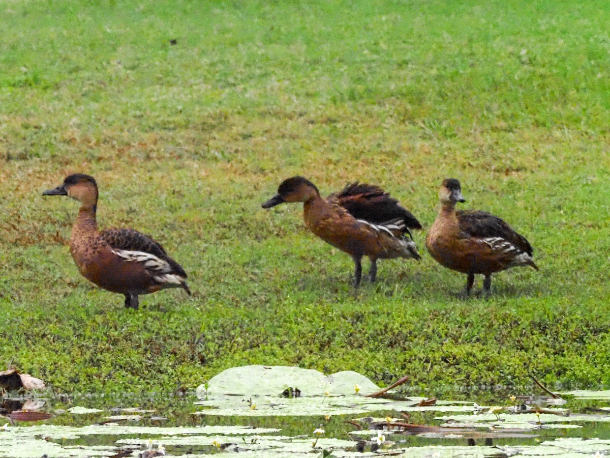Wandering Whistling-Duck - ML619785618