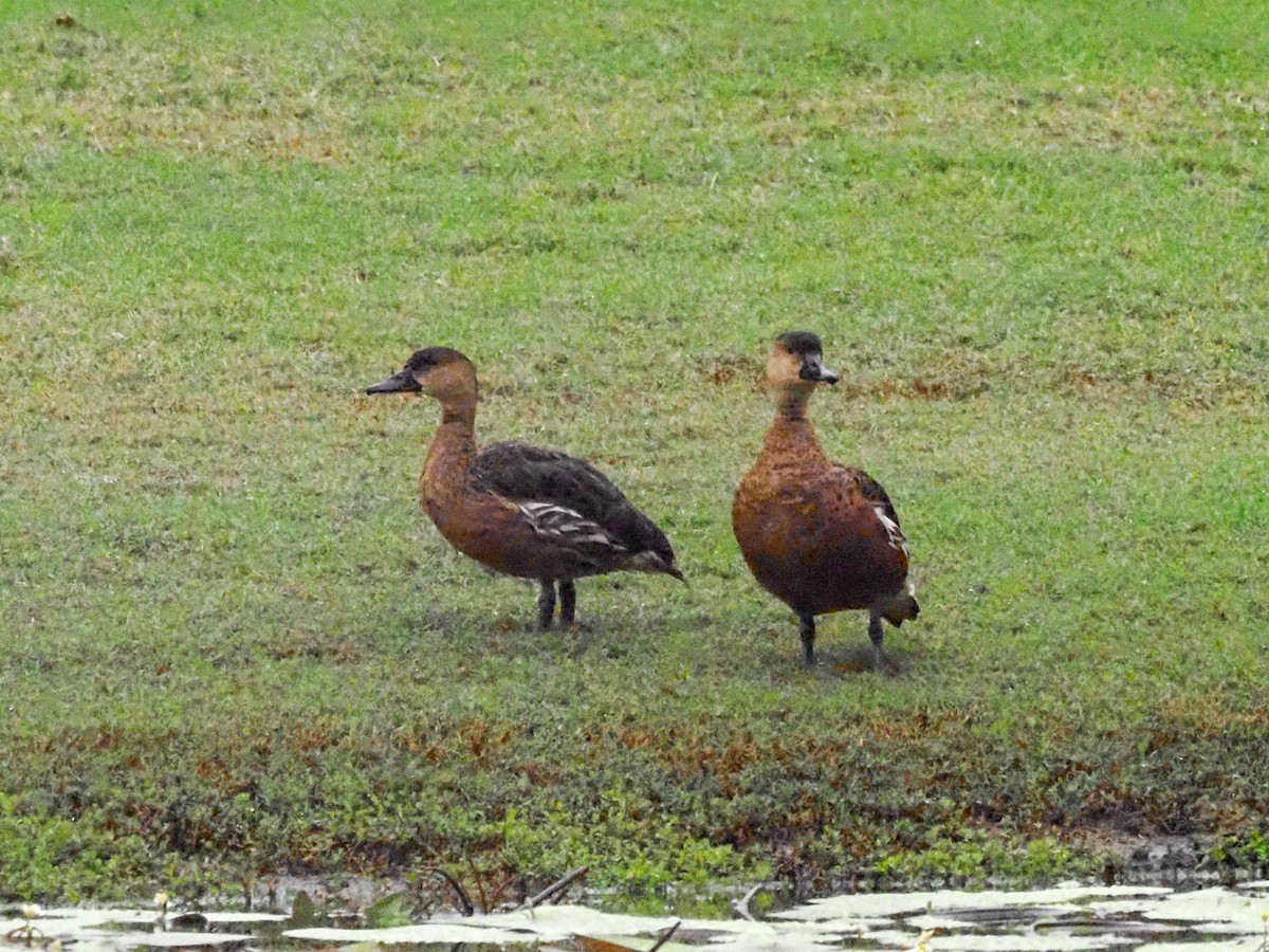 Wandering Whistling-Duck - ML619785619