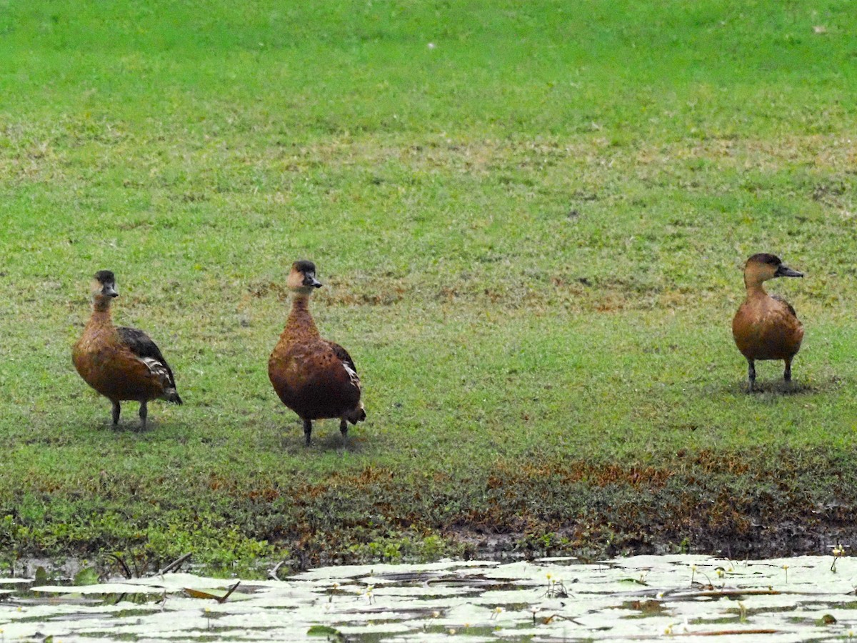 Plumed Whistling-Duck - ML619785620