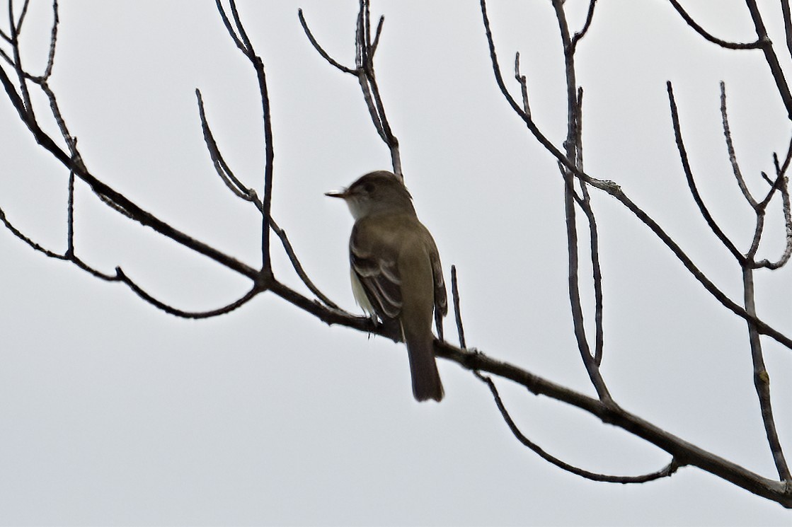 Willow Flycatcher - ML619785621