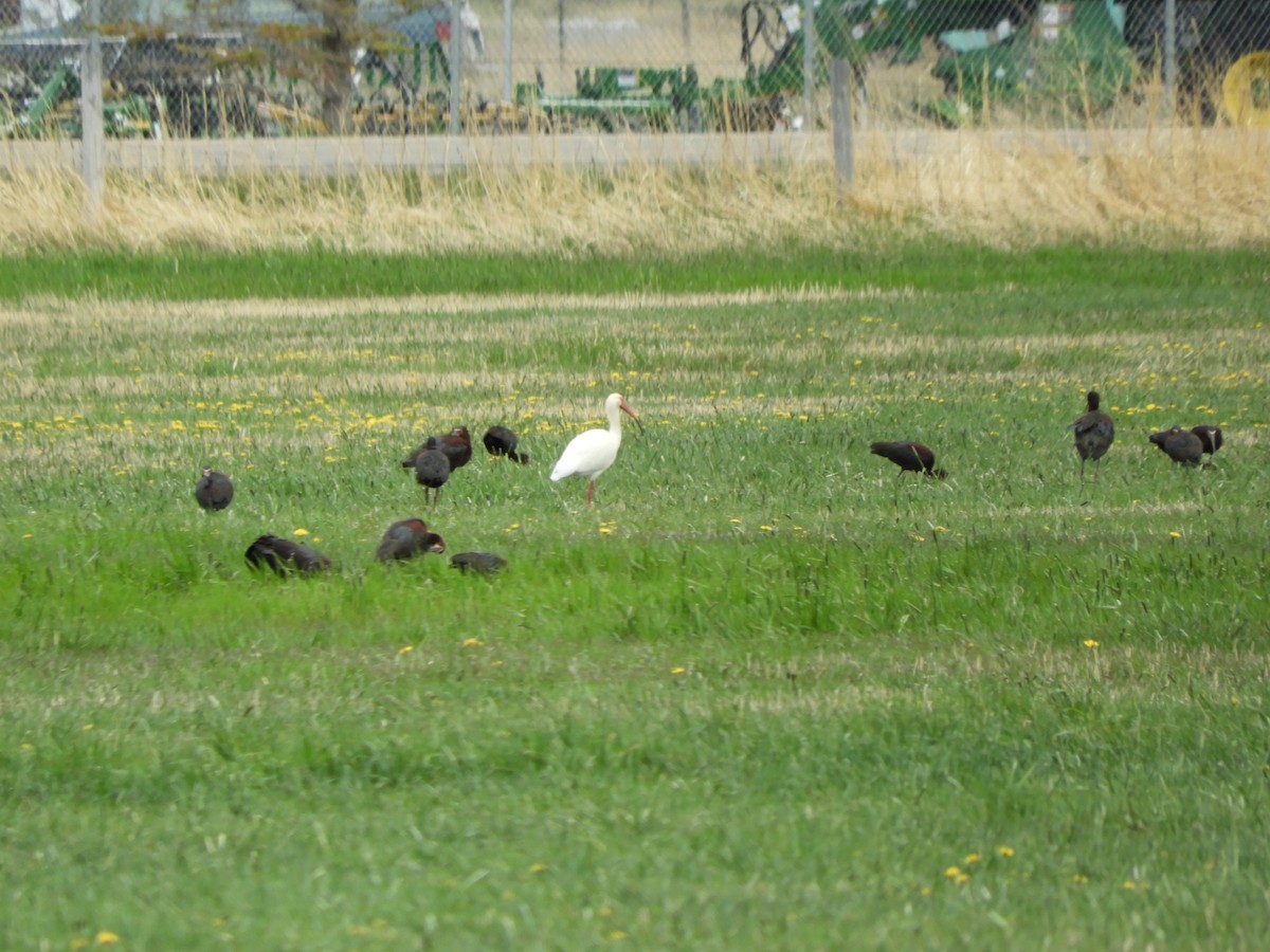 ibis bílý - ML619785622