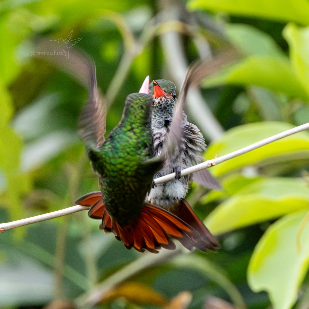 Rufous-tailed Hummingbird - ML619785627