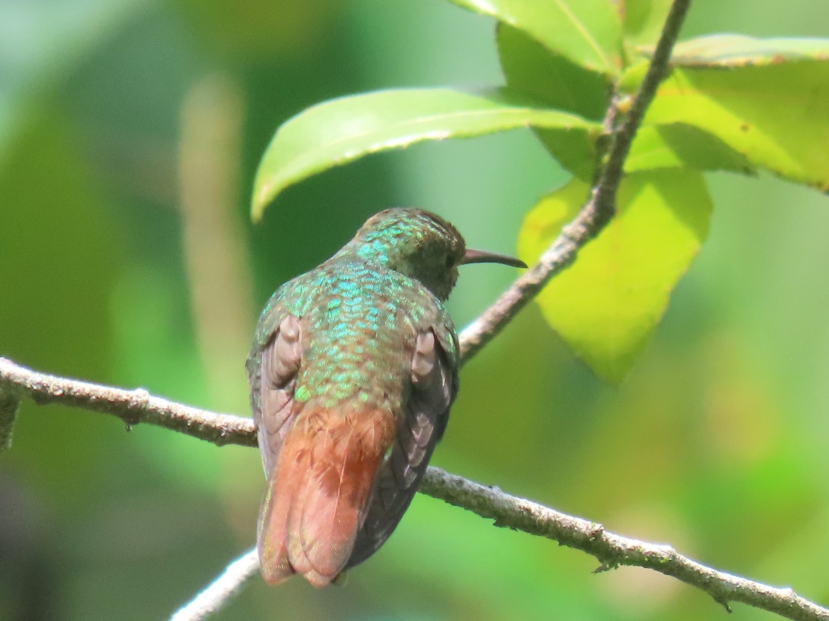Rufous-tailed Hummingbird - ML619785628