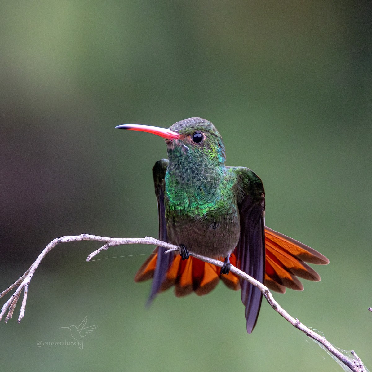 Rufous-tailed Hummingbird - ML619785629
