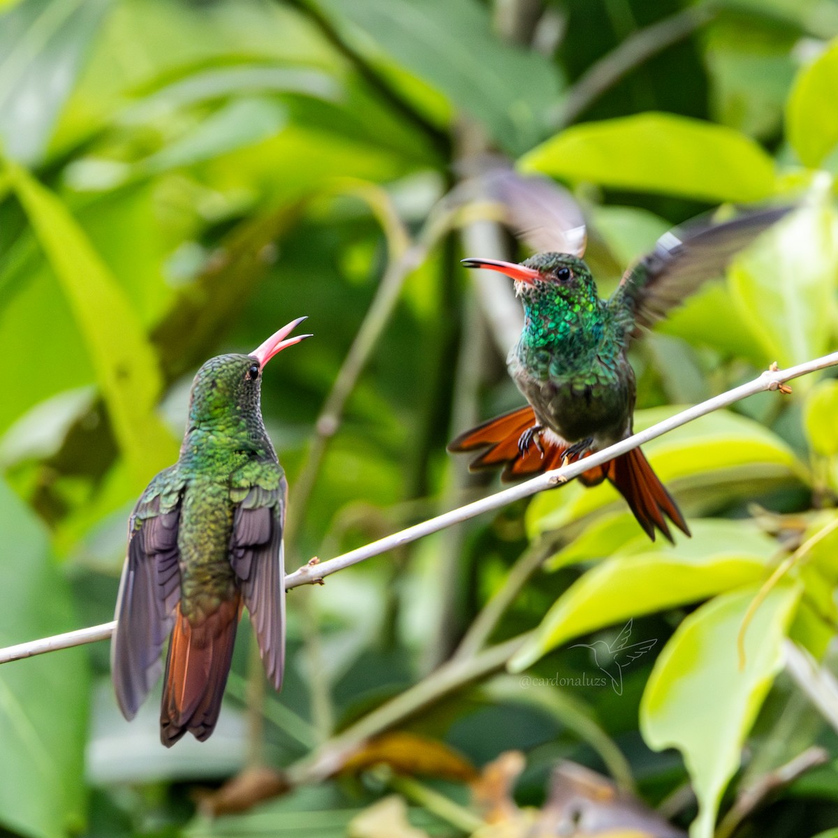 Rufous-tailed Hummingbird - ML619785630