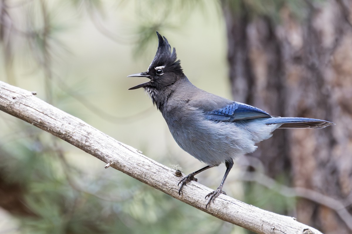 Steller's Jay (Southwest Interior) - ML619785638