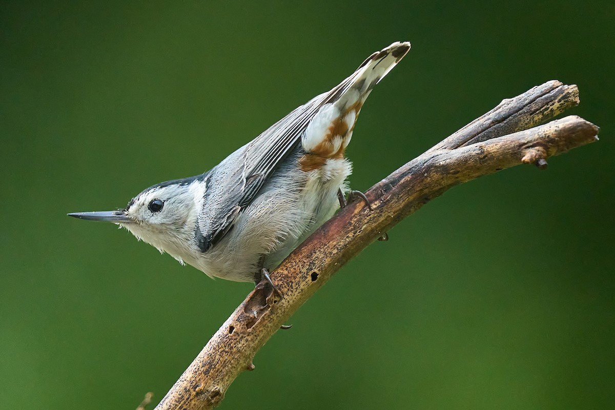 White-breasted Nuthatch - ML619785644