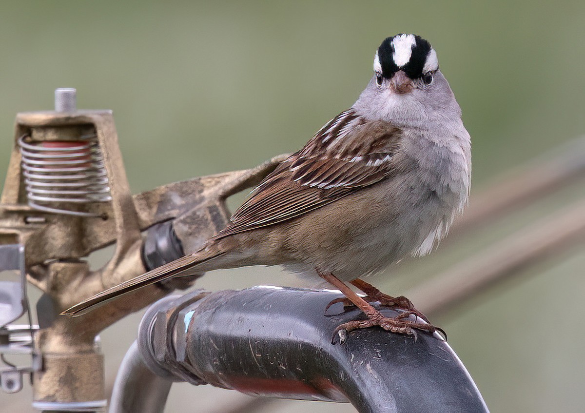 White-crowned Sparrow - ML619785649