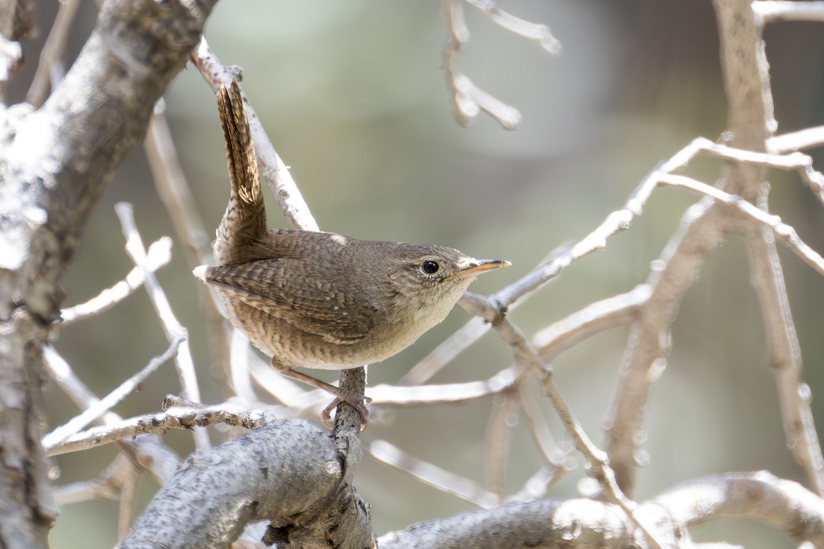 House Wren - ML619785668