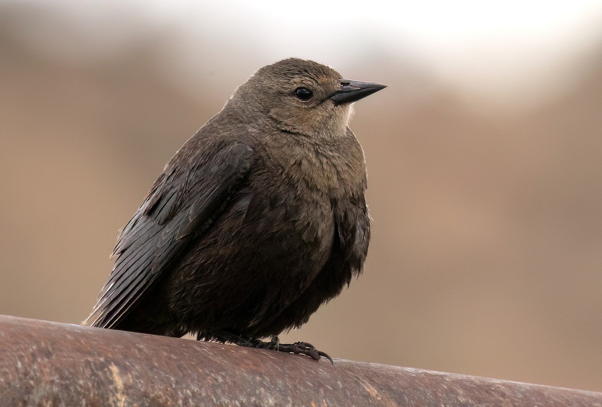 Brewer's Blackbird - ML619785670