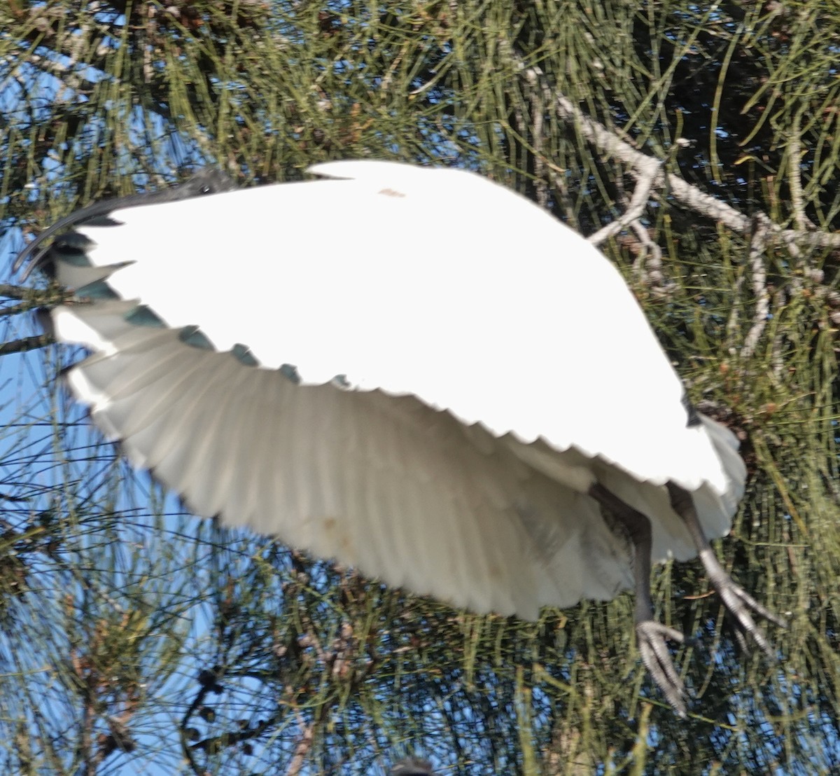 ibis australský - ML619785683