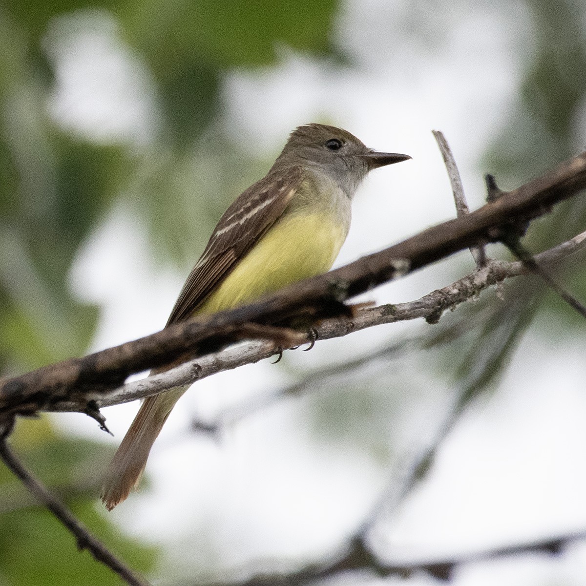 Great Crested Flycatcher - ML619785722