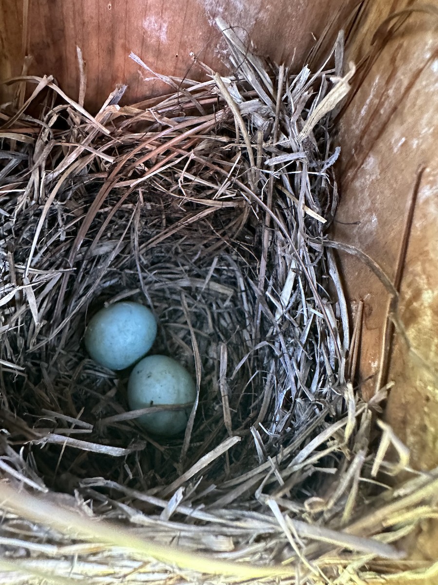 Eastern Bluebird (Eastern) - ML619785746