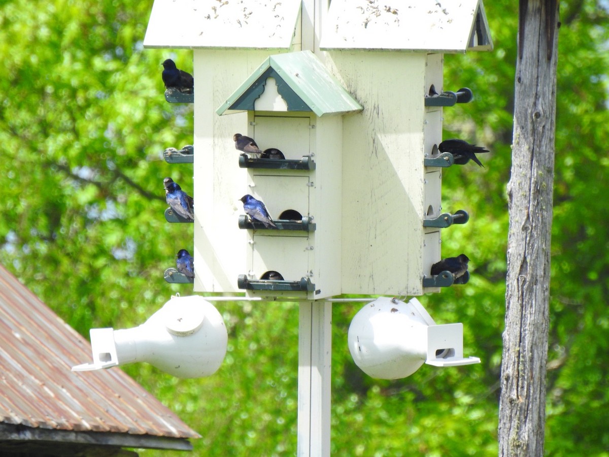 Purple Martin - ML619785754