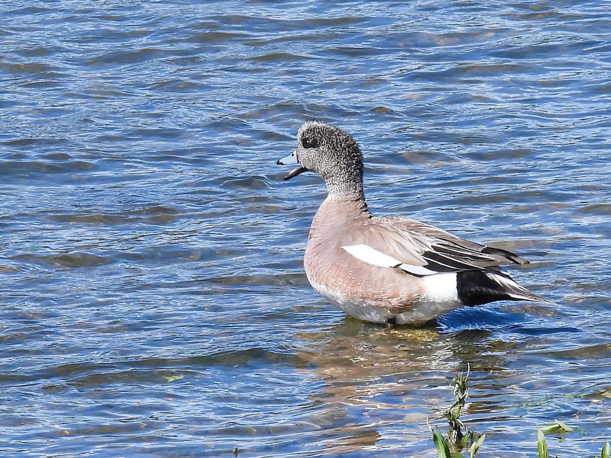 American Wigeon - ML619785762