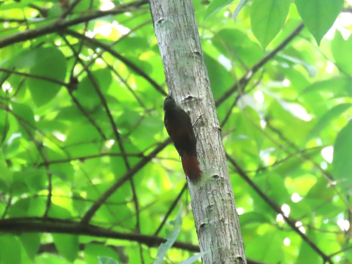 Olivaceous Woodcreeper - ML619785771