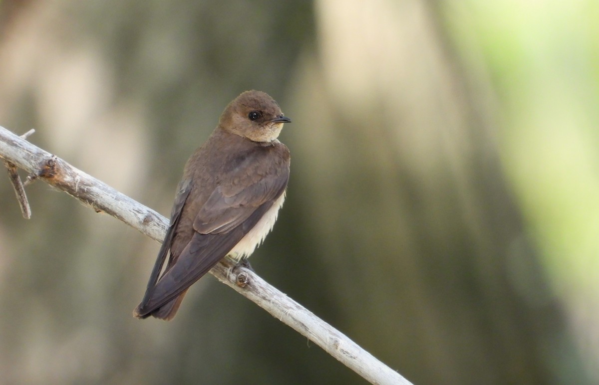 Northern Rough-winged Swallow - ML619785783