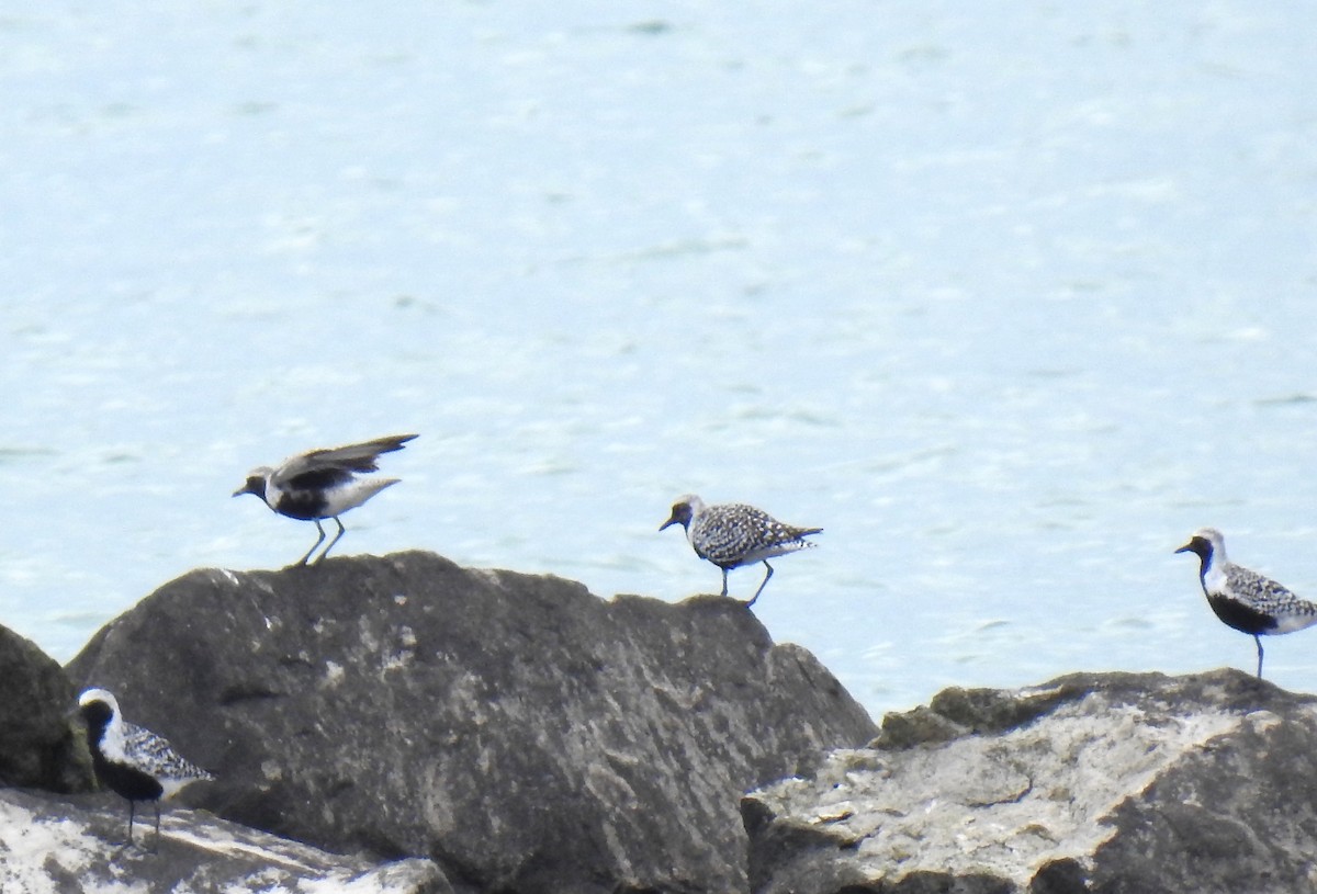 Black-bellied Plover - ML619785802