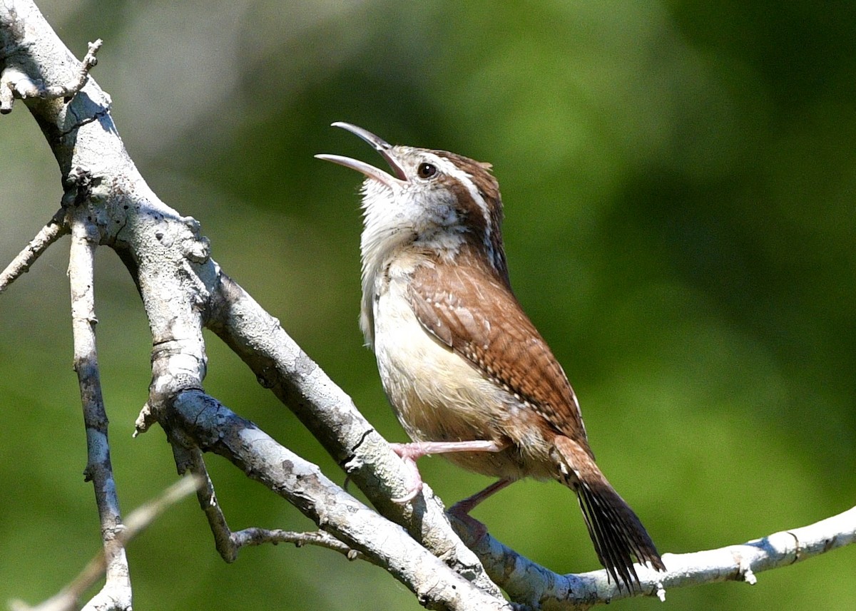 Carolina Wren - ML619785825