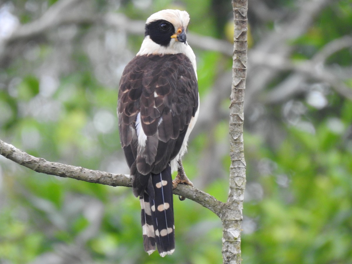 Laughing Falcon - ML619785832