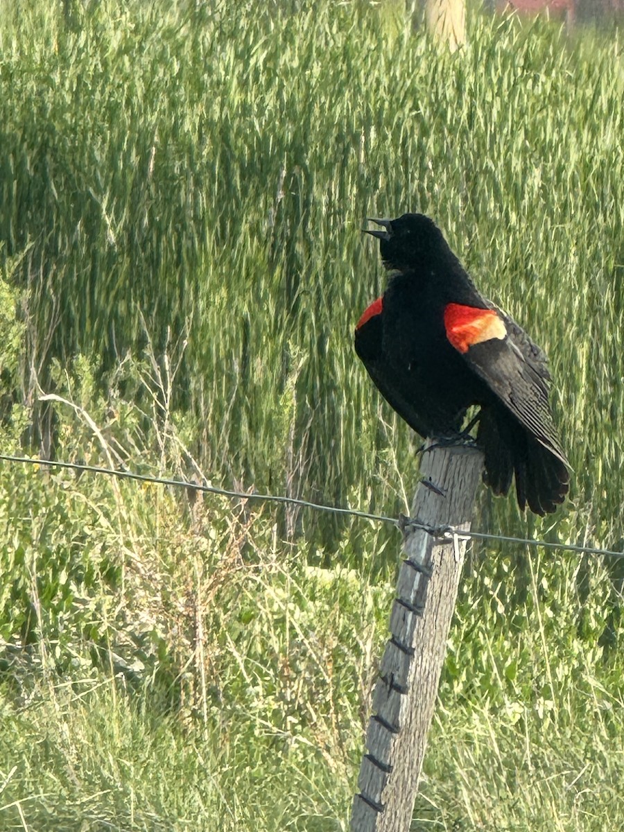 Red-winged Blackbird - ML619785855