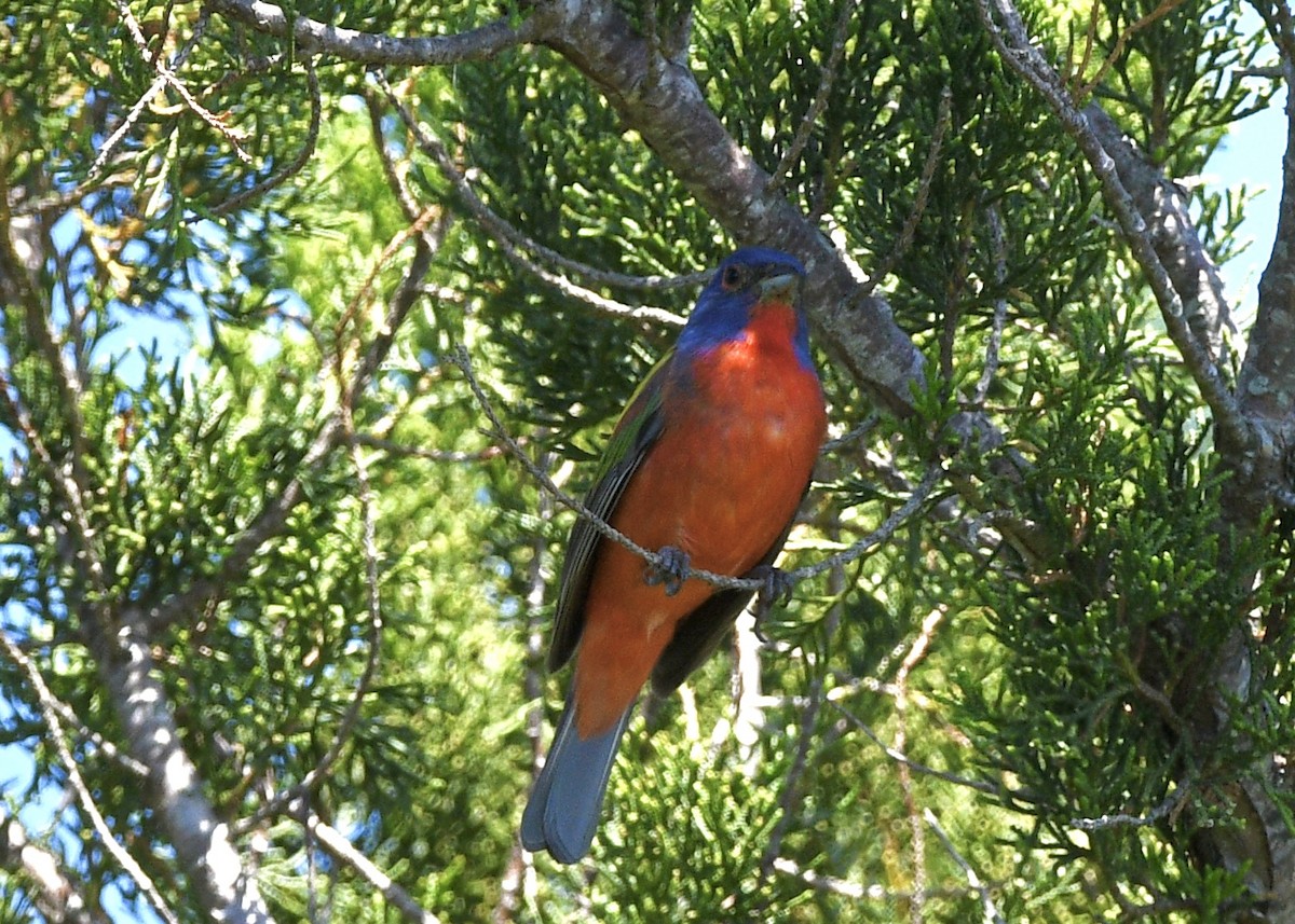 Painted Bunting - ML619785856