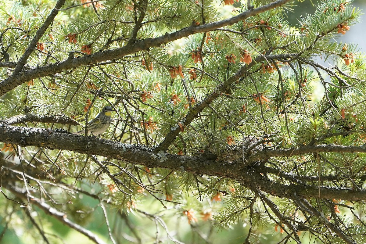 Yellow-rumped Warbler - ML619785858