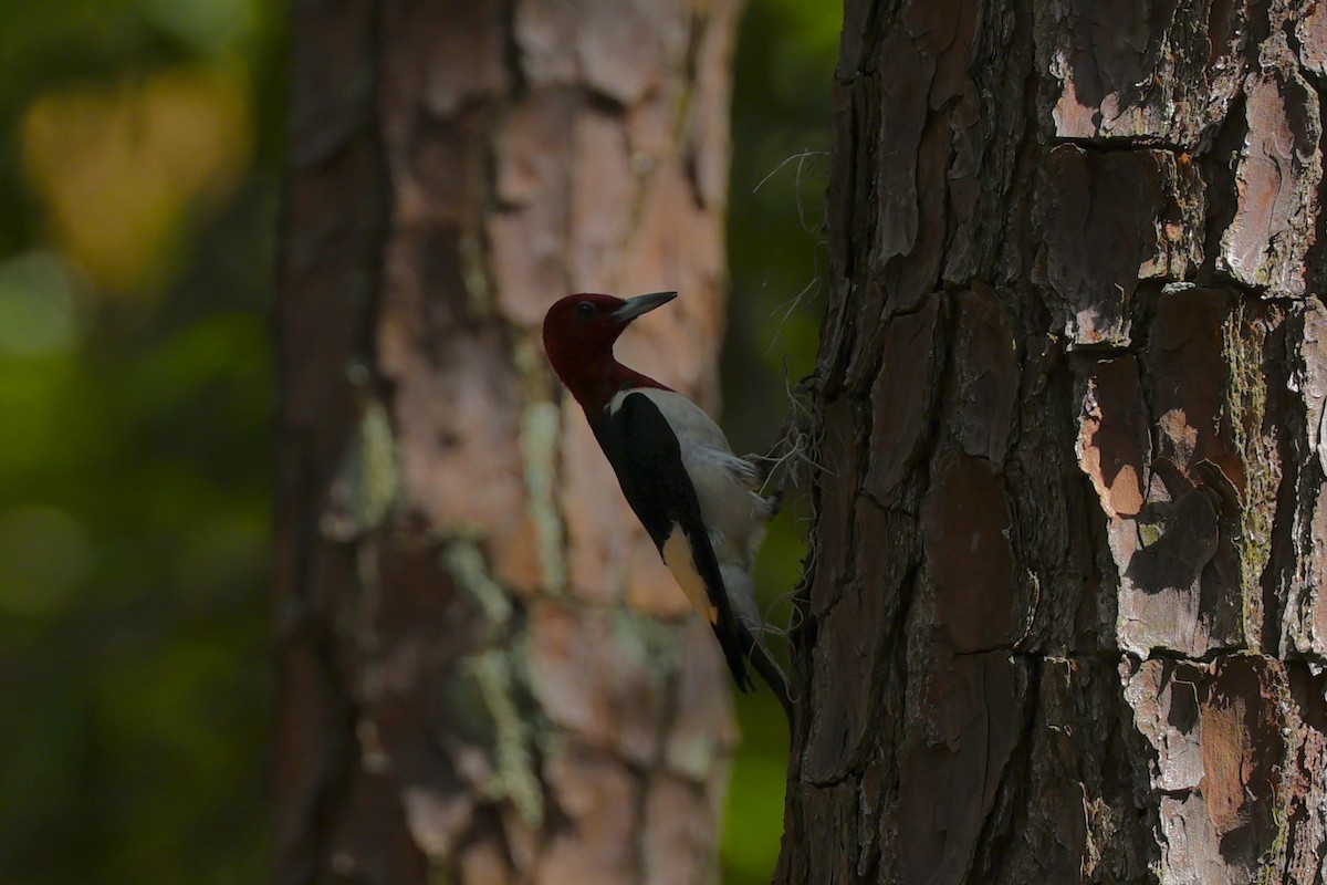 Red-headed Woodpecker - ML619785873