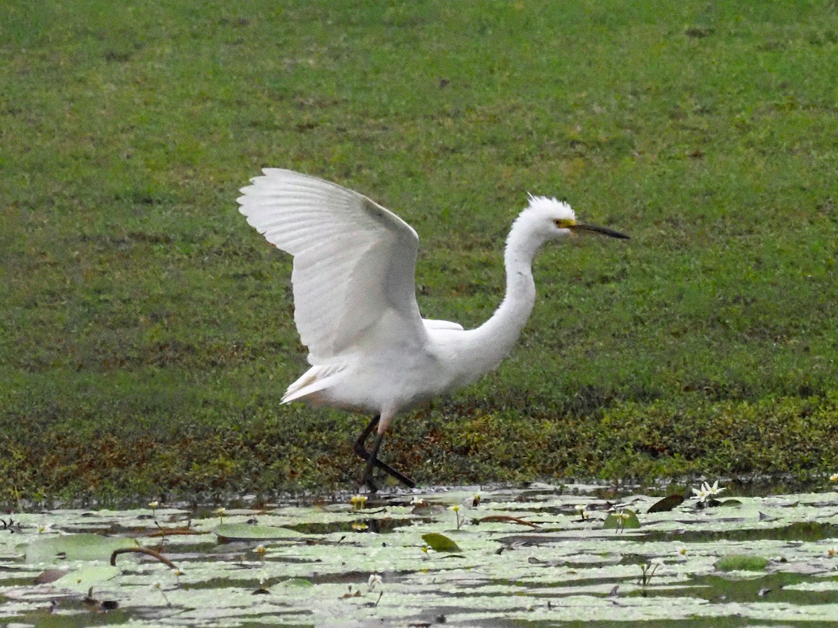 Цасч дэглий - ML619785880