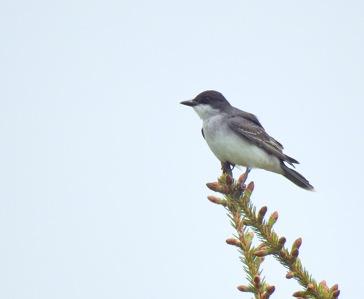 Eastern Kingbird - ML619785892