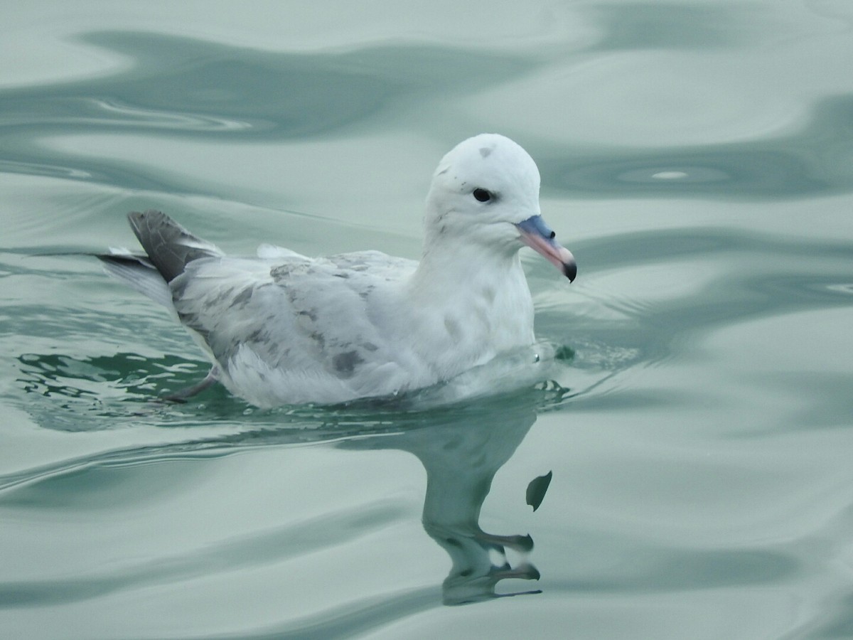 Fulmar Austral - ML619785905